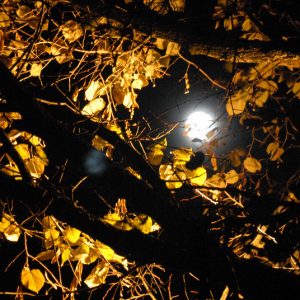 Jo Hermann, Mond im Geäst, 40x60 cm, Foto auf Acryl
