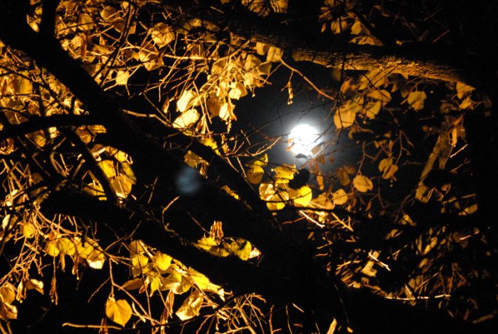 Jo Hermann, Mond im Geäst, 40x60 cm, Foto auf Acryl