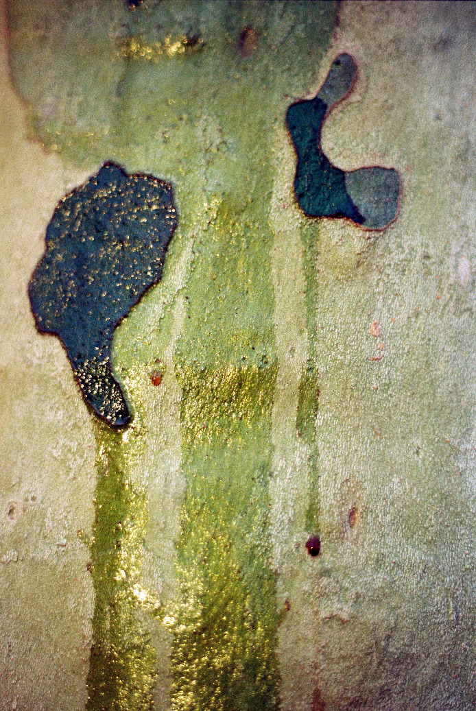 Hadwig Schindler-Hopfgartner, Platanen, Erster Dezember 2, Foto c print, 70x50 cm gerahmt