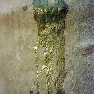 Hadwig Schindler-Hopfgartner,Erster Dezember 1, Foto c print, 70x50 cm gerahmt