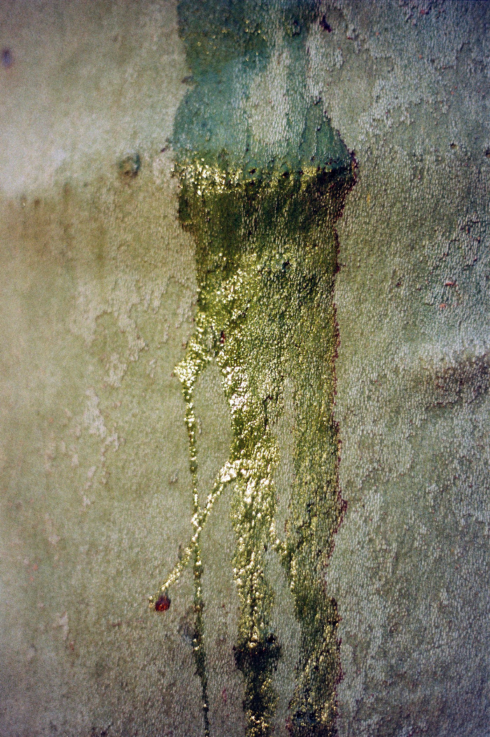 Hadwig Schindler-Hopfgartner,Erster Dezember 1, Foto c print, 70x50 cm gerahmt